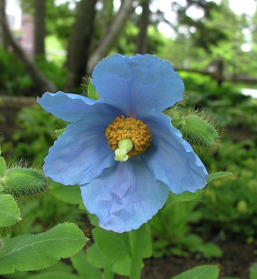 Himalayan Blue Poppy Photograph by Sharon Duguay