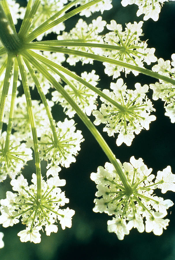 Flower Photograph - Himalayan Hogweed Cowparsnip by American School
