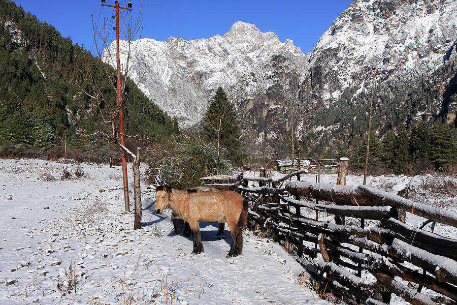 Himalayan Horse Photograph by Aidan Moran