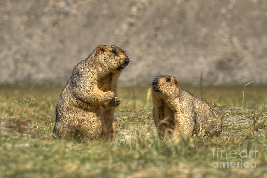 Himalayan Marmots - Marmota Himalayana Pair  Ladakh Wildlife Jammu And Kashmir India Photograph