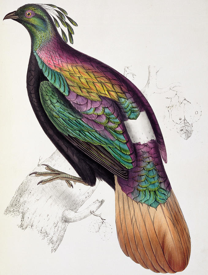 Bird Painting - Himalayan Monal Pheasant by John Gould
