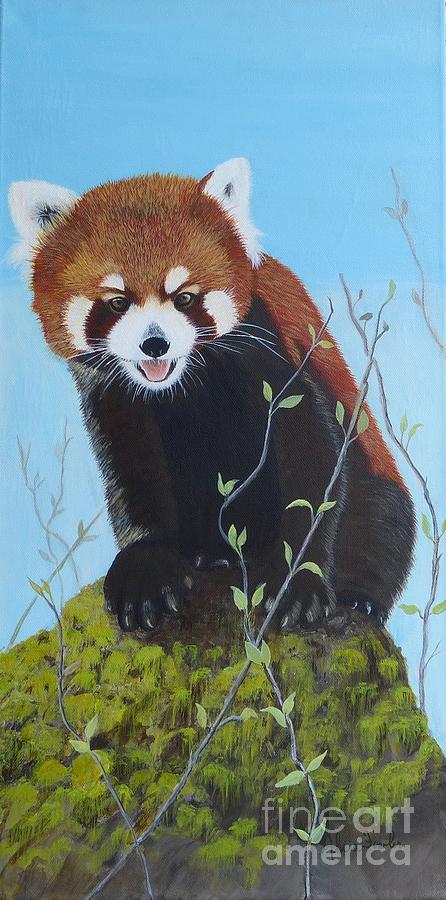 Himalayan Red Panda by Alicia Fowler Himalayan Red Panda by Alicia Fowler
