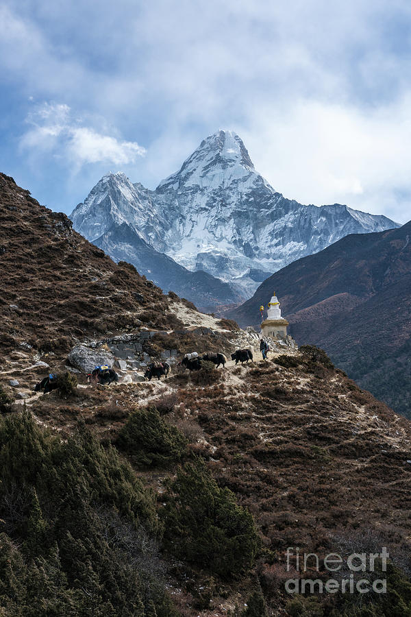 Himalayan Yak Train Photograph by Mike Reid
