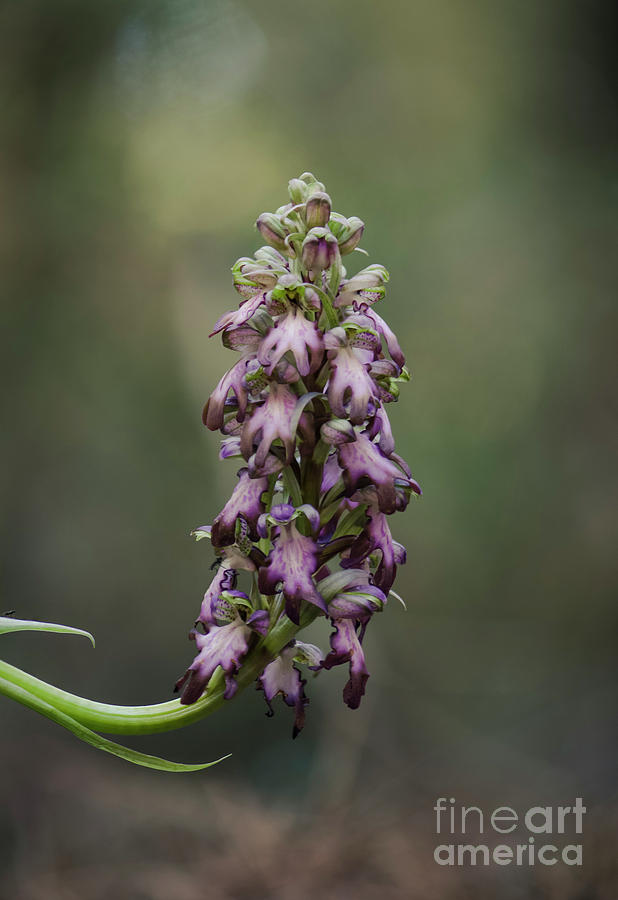Himantoglossum robertianum wild orchid Photograph by Perry Van Munster
