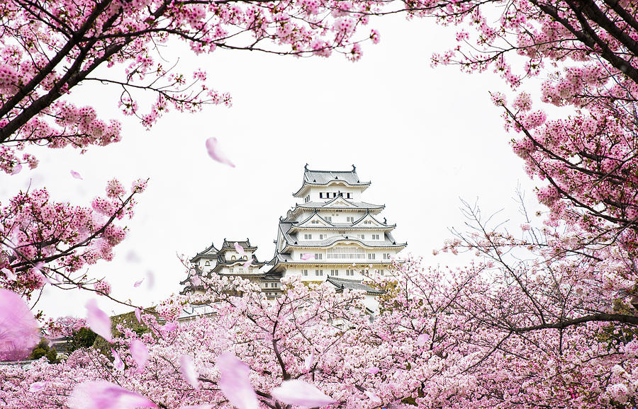 Himeji Castle with frame of While Cherrry Blossoms Viewing Festival Photograph by Anek Suwannaphoom