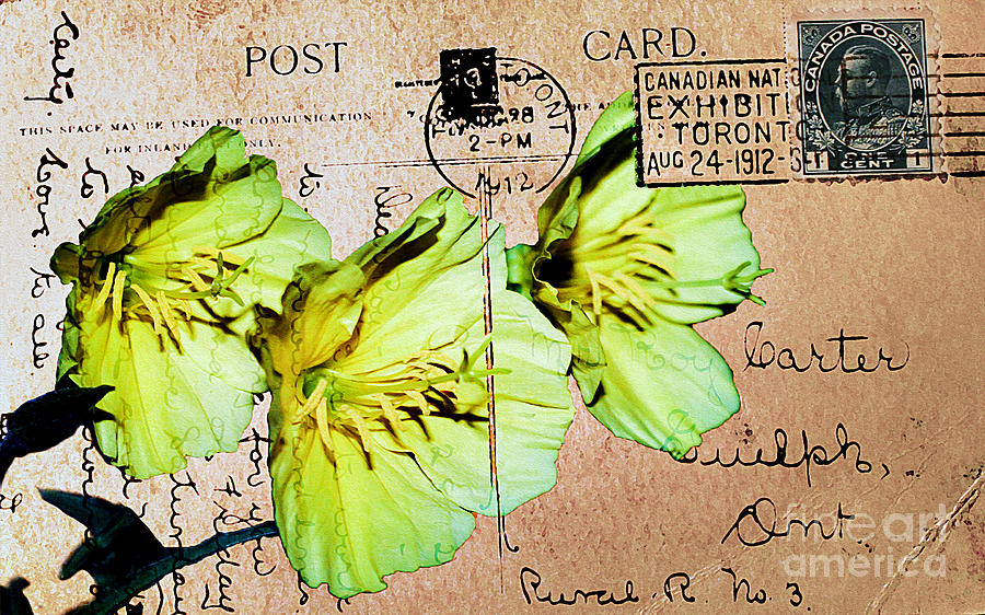 Himilayan Dandelions on Vintage 1912 Postcard Photograph by Nina Silver