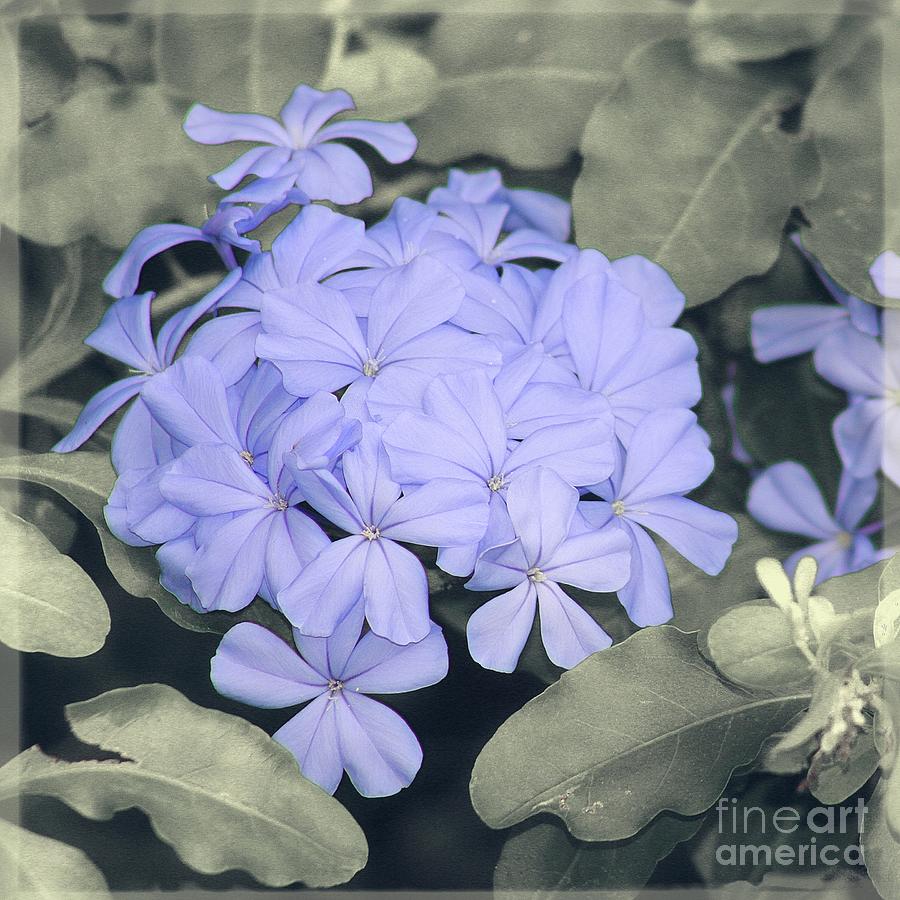 Hint of Blue Floral Art Photography Photograph by Ella Kaye Dickey
