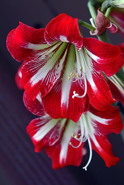 Hippeastrum Plant Photograph by Winston D Munnings