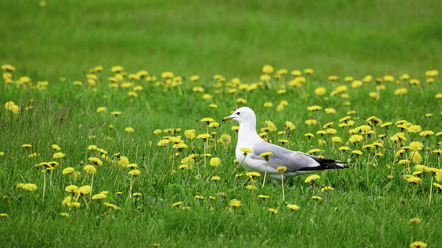 Hippie Gull Flower Power Photograph
