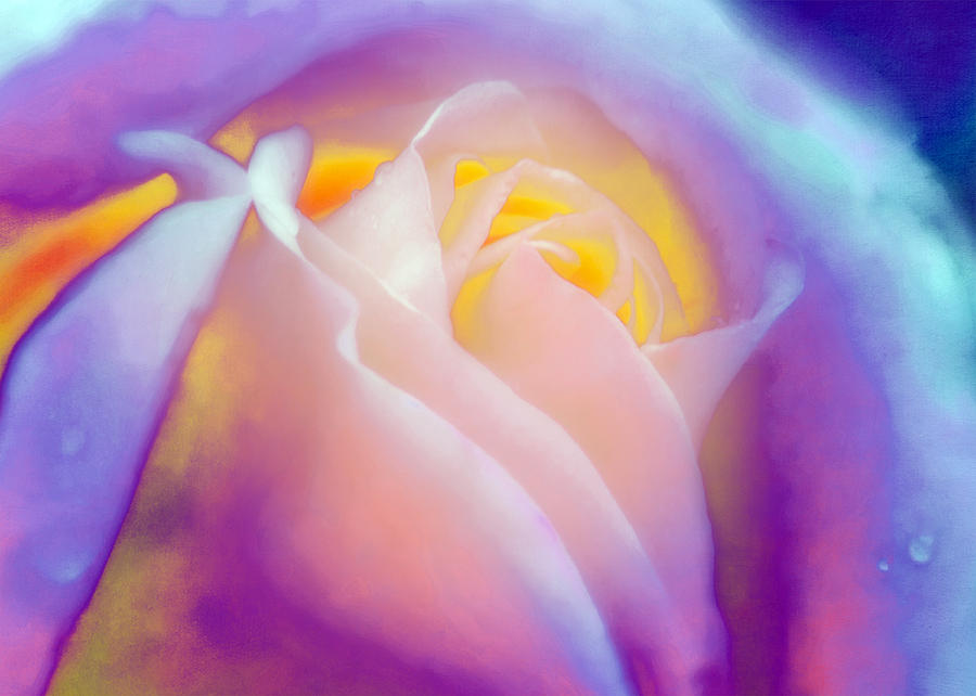 Abstract Photograph - Hippie Rose by Hal Halli