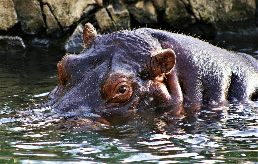 Hippo 3779_2 Photograph by Steven Ward