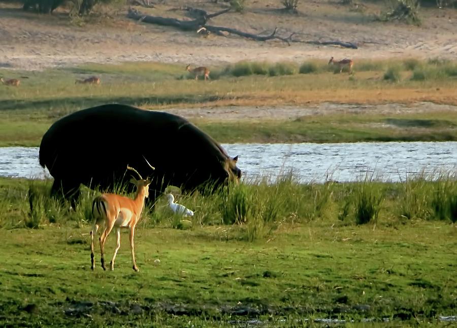 Hippo and Impala Photograph by Jennifer Wheatley Wolf