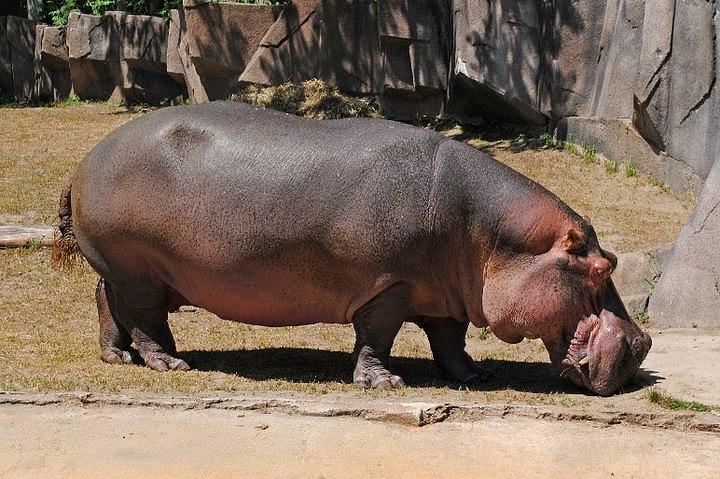 Hippo Photograph by Carissa Kreuziger