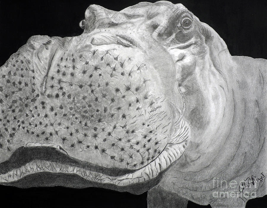 Hippo Drawing by Carol Morris