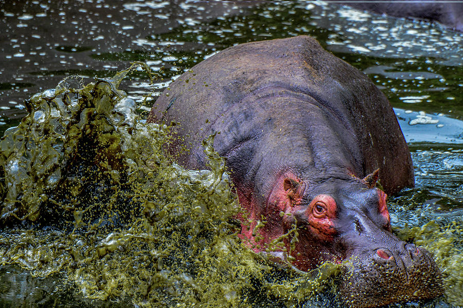 Hippo Charging Photograph by Marilyn Burton