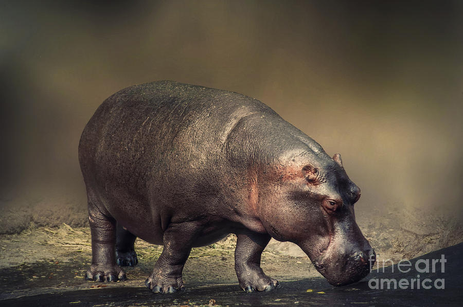 Hippo Photograph by Charuhas Images