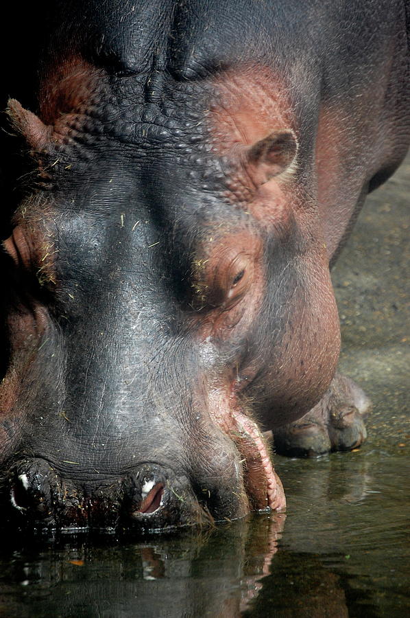 Hippo Drinking Photograph by Samantha Kimble - Fine Art America