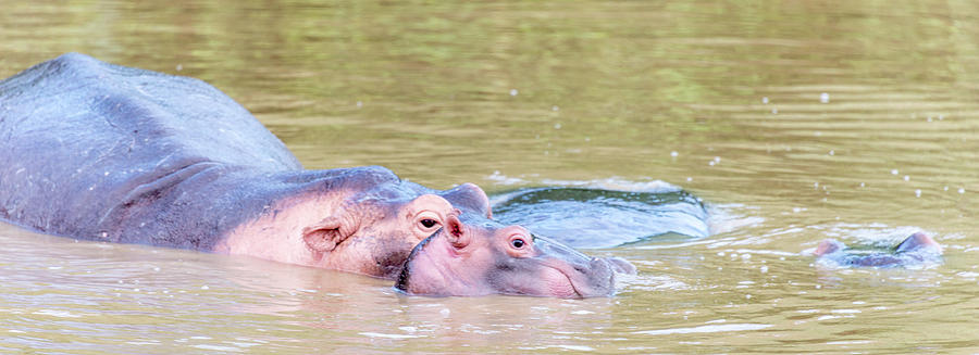 Hippo Family Life Photograph by Bob VonDrachek