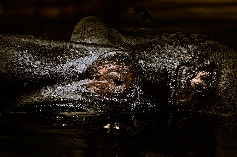 Hippo Photograph by Joerg Lingnau