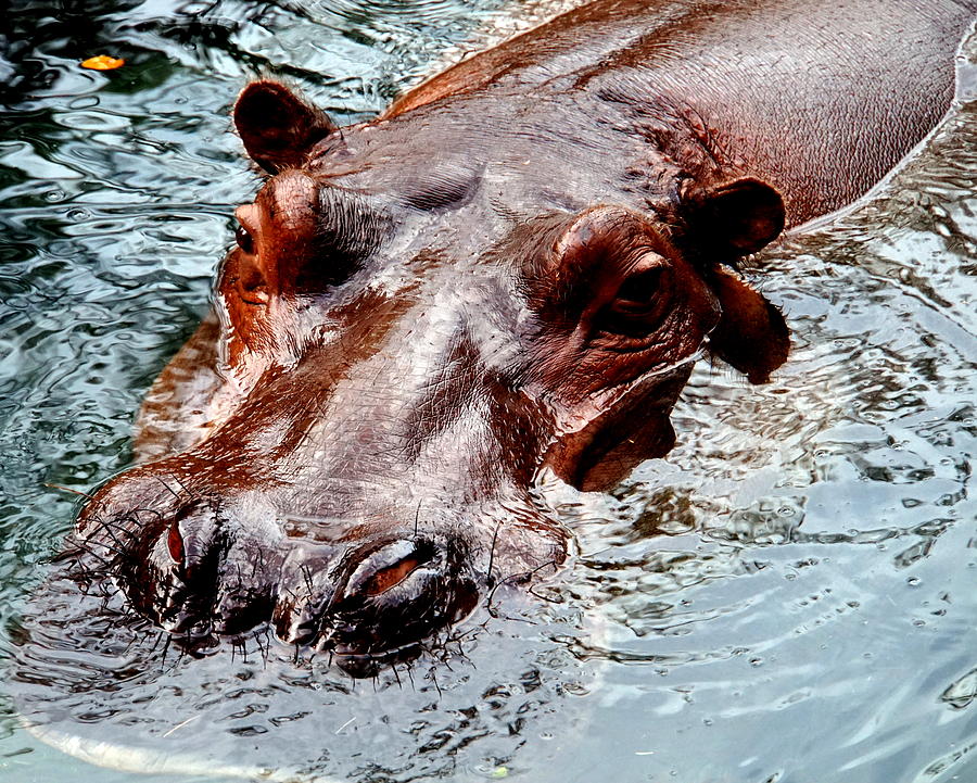 Hippo Photograph by Katy Hawk