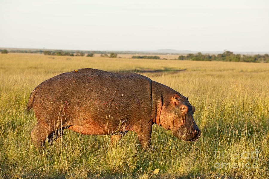 Hippo, Masai Mara, Kenya Photograph by Monika Bhm