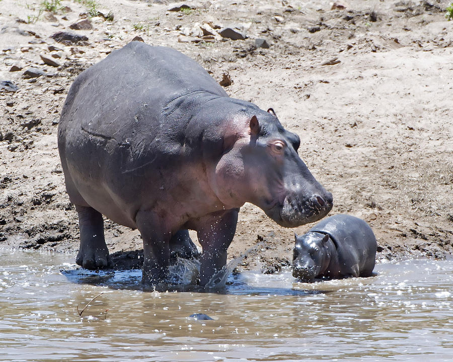 Hippo Mom and Baby Photograph by Janet Ogren