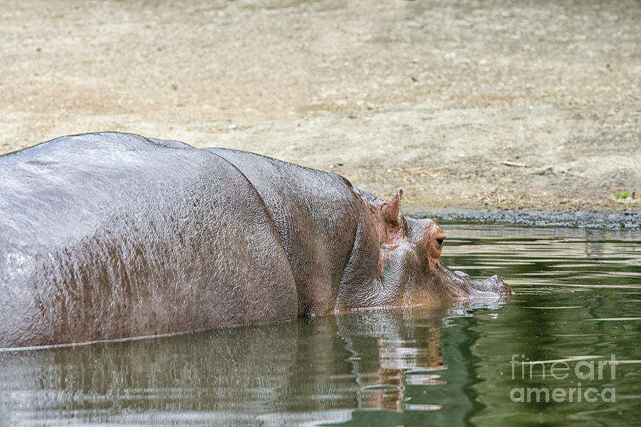 Hippo Photograph by Patricia Hofmeester