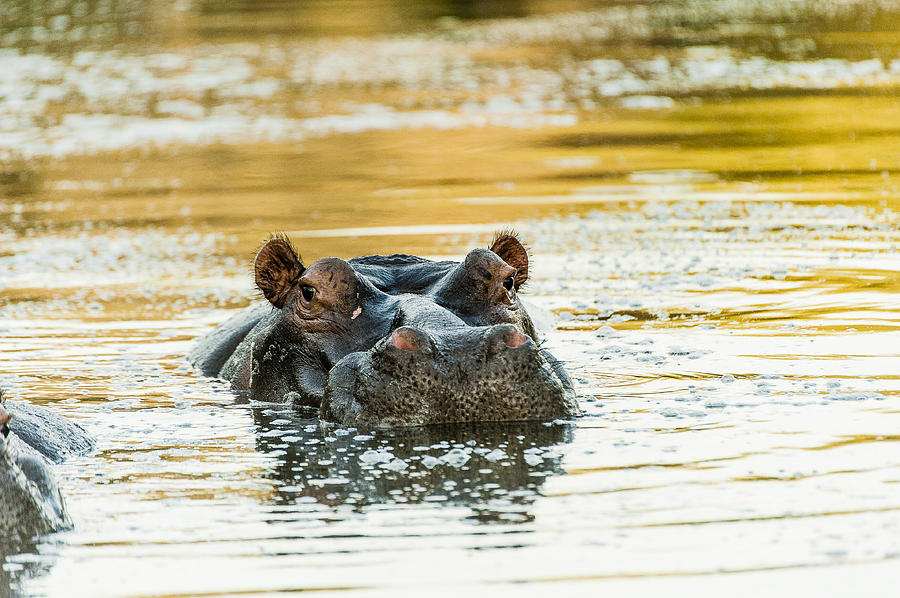 Hippo Photograph by Patrick Kain