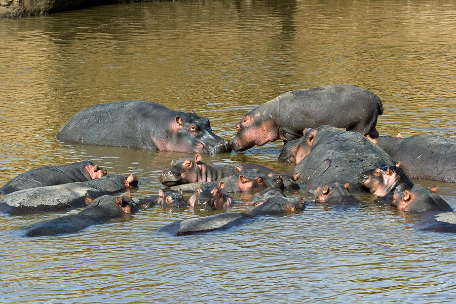 Hippo Pool Photograph by Aivar Mikko
