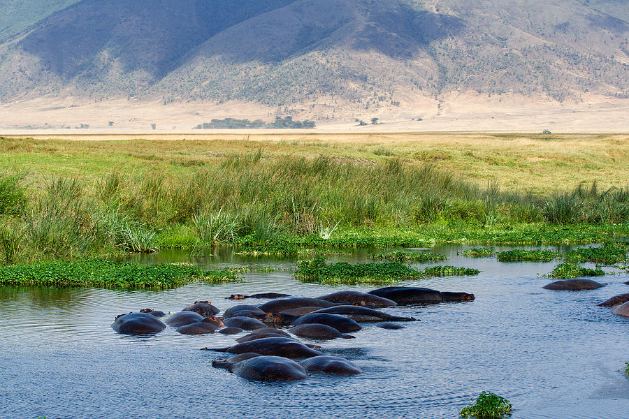 Hippo Pool in Ngorongoro Photograph by Aivar Mikko