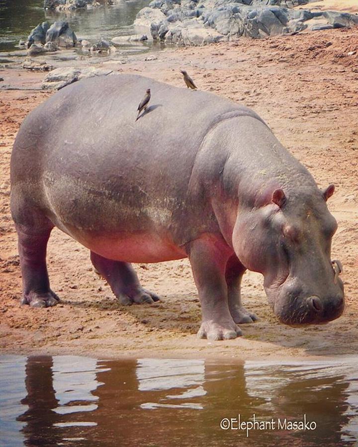 Animales Photograph - Hippo Pool In Serengeti Tanzania by Masako Takagi