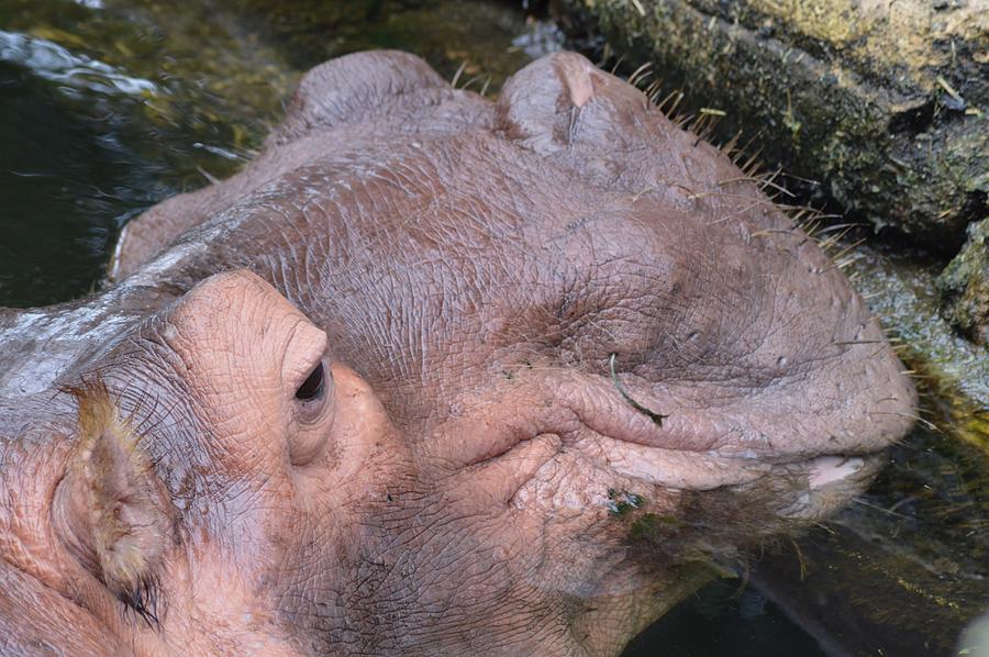 Hippo Profile Photograph by Warren Thompson
