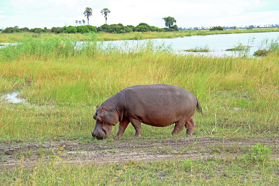 Hippo Photograph by Richard Krebs