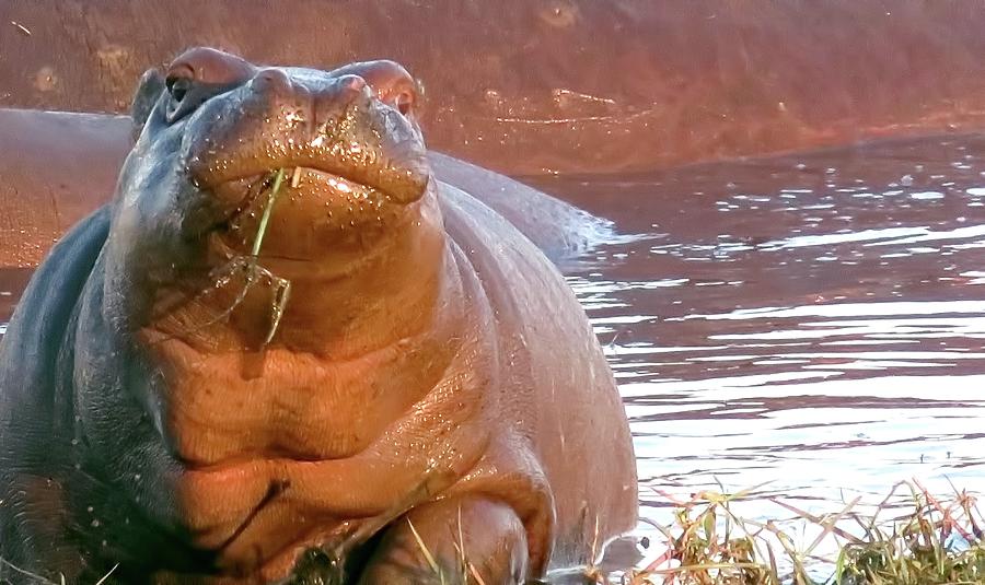 Hippo Snacks Photograph by Jennifer Wheatley Wolf