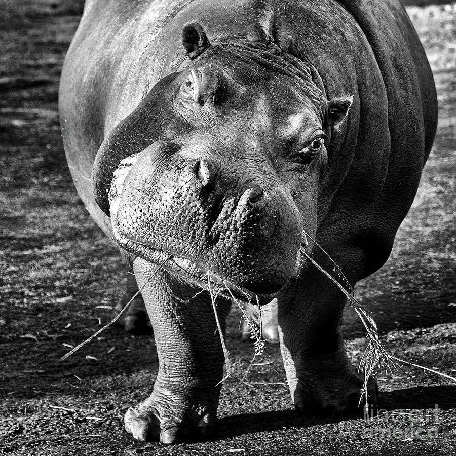 Hippo Photograph by Sonya Lang