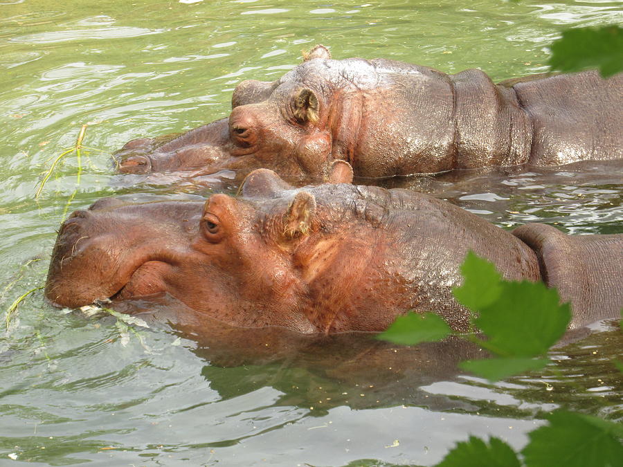 Hippo Swimming Painting by Alfred Ng