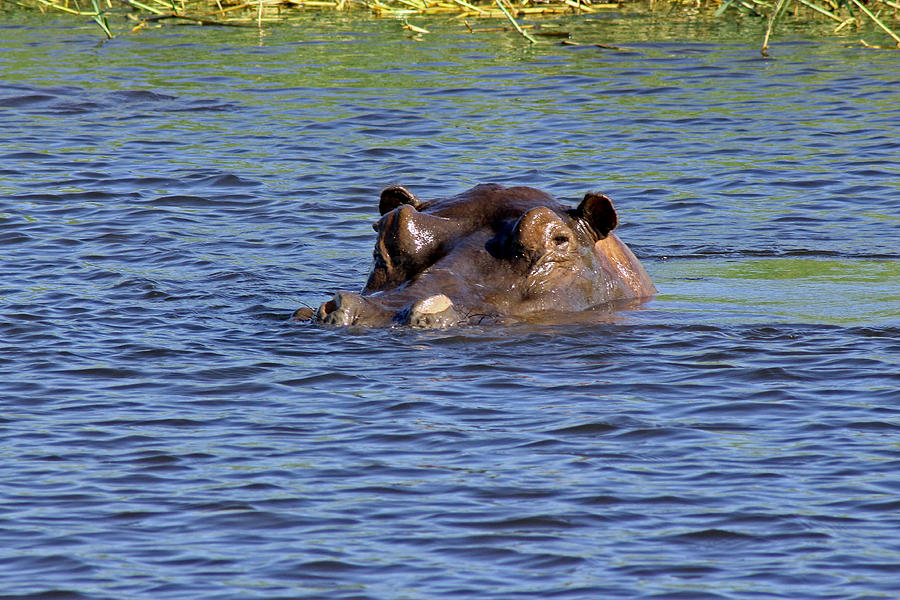 Hippo Swimming Photograph by Tony Murtagh