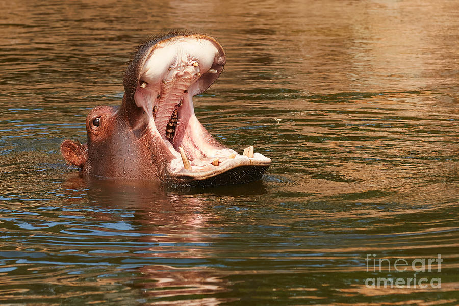 Hippo with its head above water Photograph by Nick  Biemans
