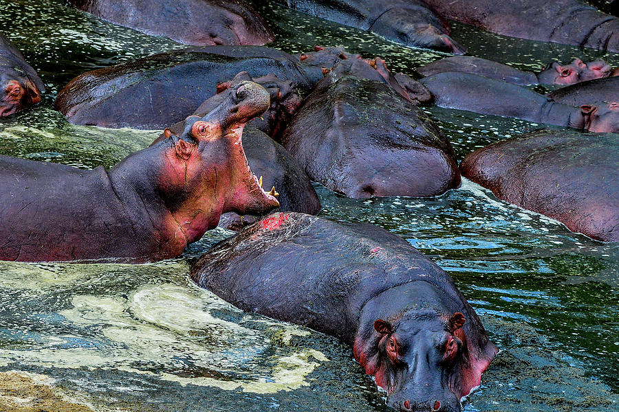 Hippo with Open Mouth Photograph by Marilyn Burton