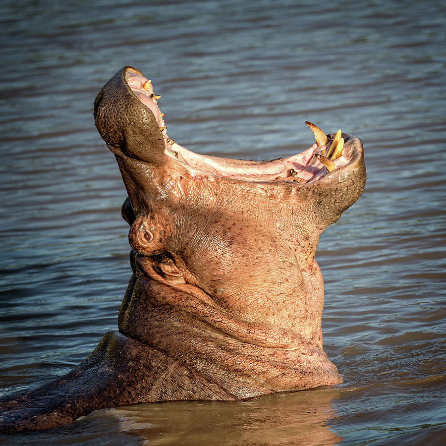 Hippo Yawn Photograph by Steven Upton