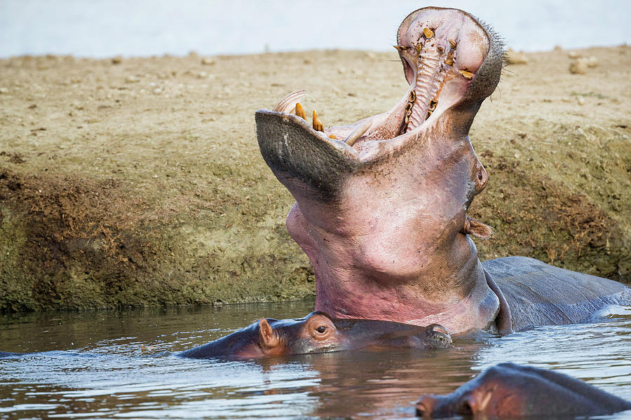 Hippo Yawning Photograph by Fran Gallogly