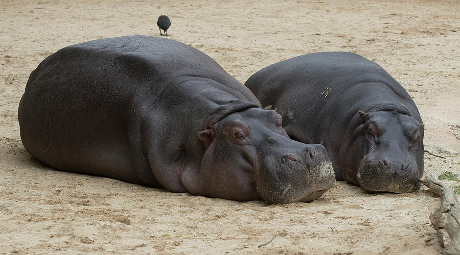Hippopotamus at Rest Photograph by Masami IIDA