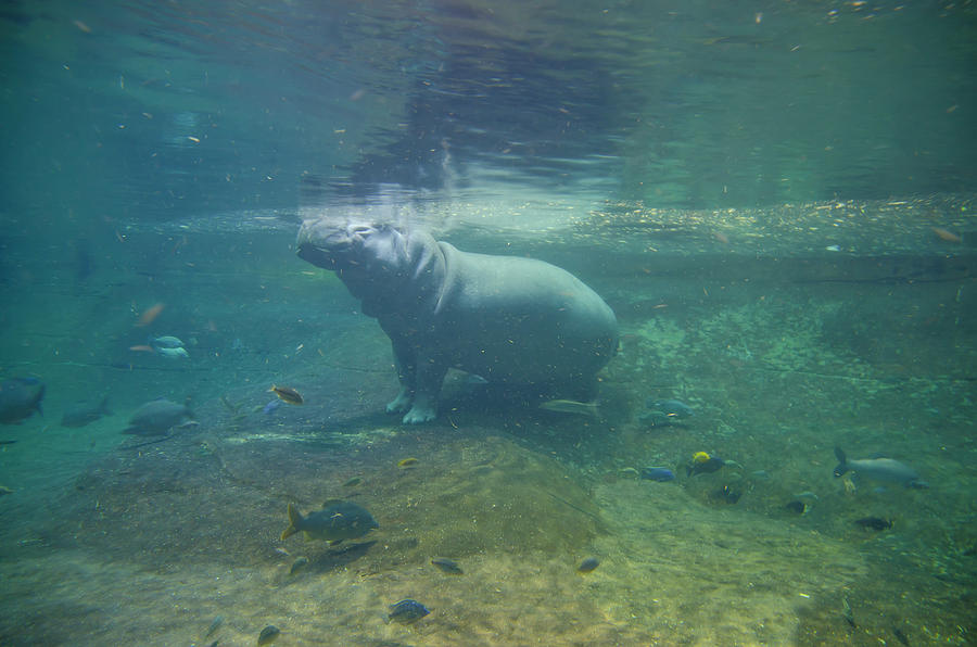 Hippopotamus at the Camden Aquarium Photograph by Bill Cannon