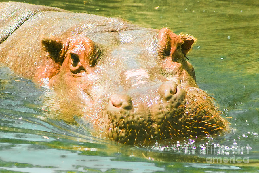 Hippopotamus Close Up Photograph by Kimberly Blom-Roemer