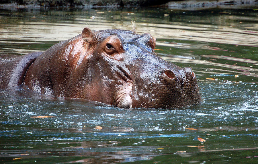 Hippopotamus Photograph by Donna Proctor