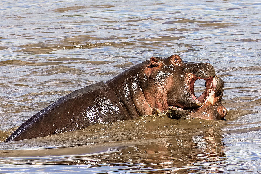 Hippopotamus fighting Photograph by Benny Marty