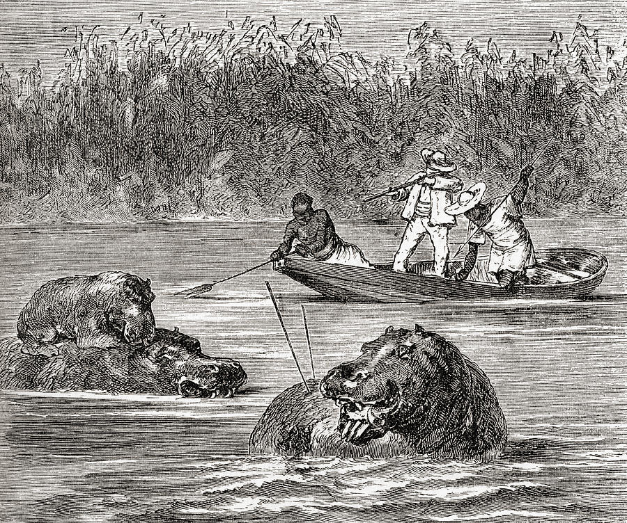 Hippopotamus Hunting In Africa In The Drawing by Vintage Design Pics ...