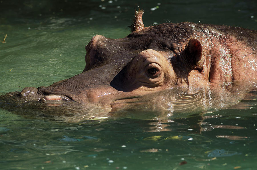 Hippopotamus in Water Photograph by JT Lewis