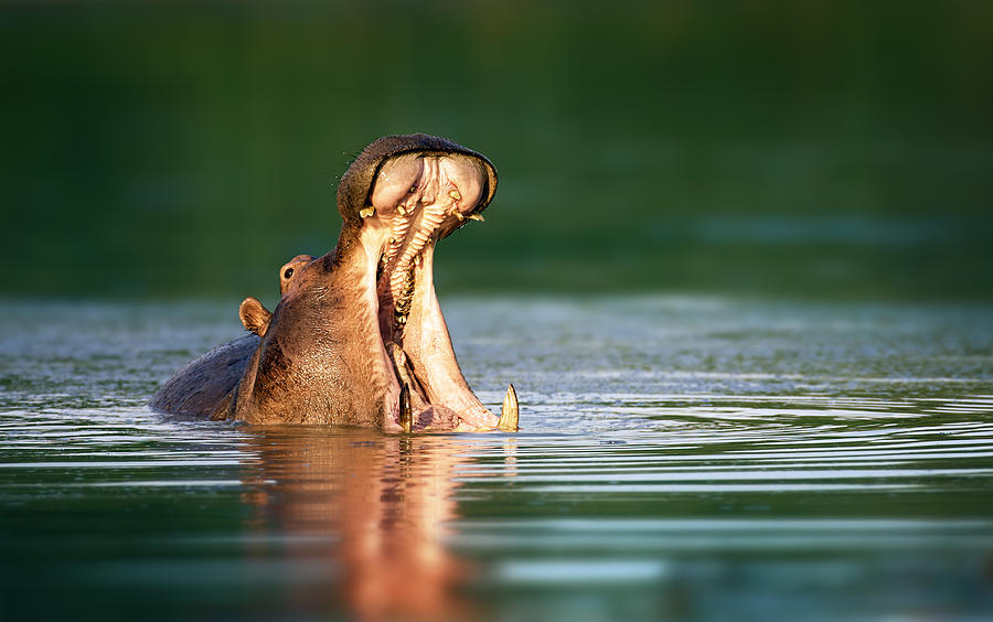 Wildlife Photograph - Hippopotamus by Johan Swanepoel