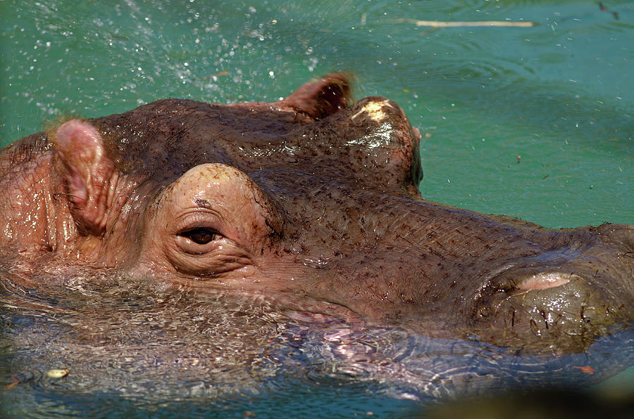 Hippopotamus Photograph by JT Lewis